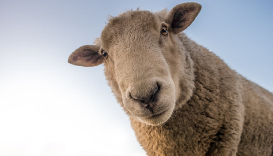 Доставка коз, овец из Европы в Россию