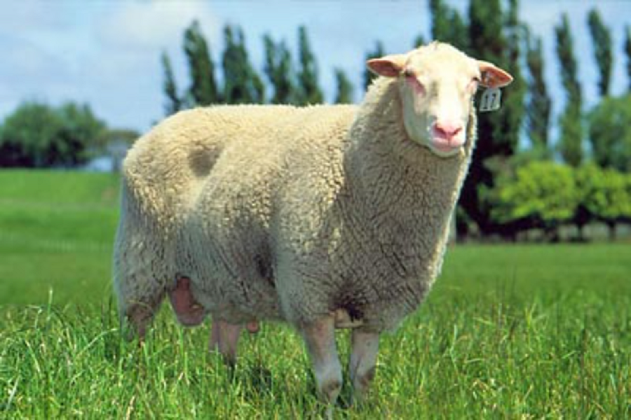 Овца породы Восточно-фризская