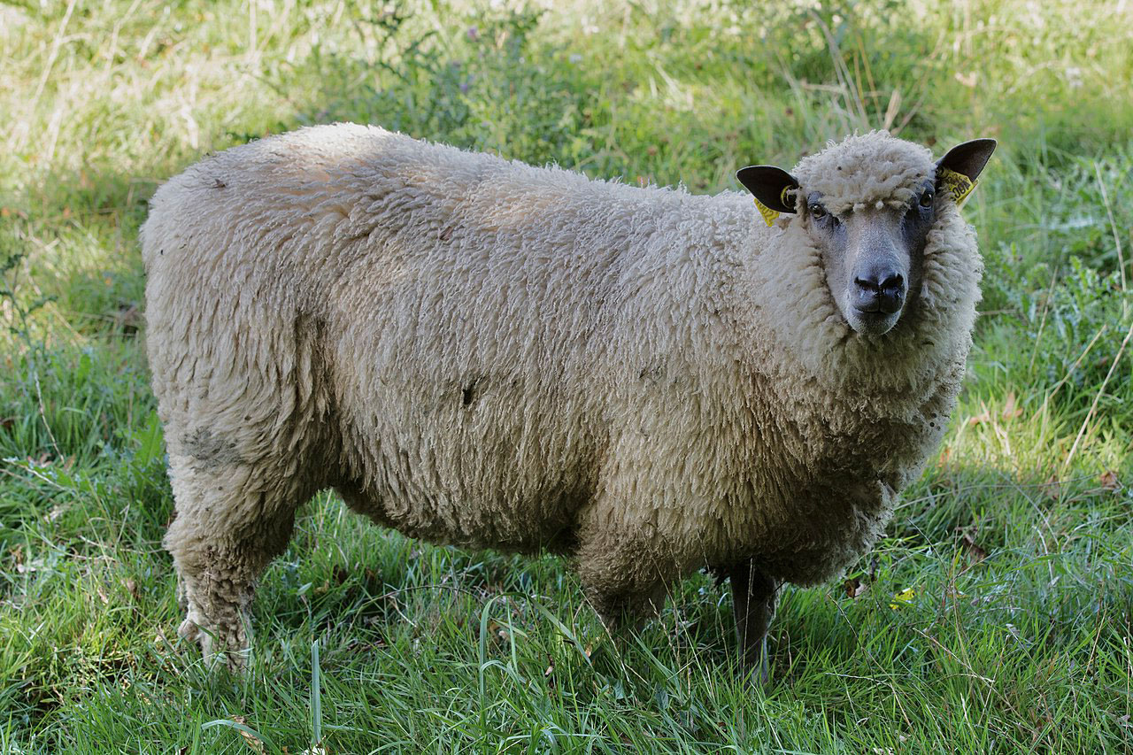 Овца породы Блю де Мейн