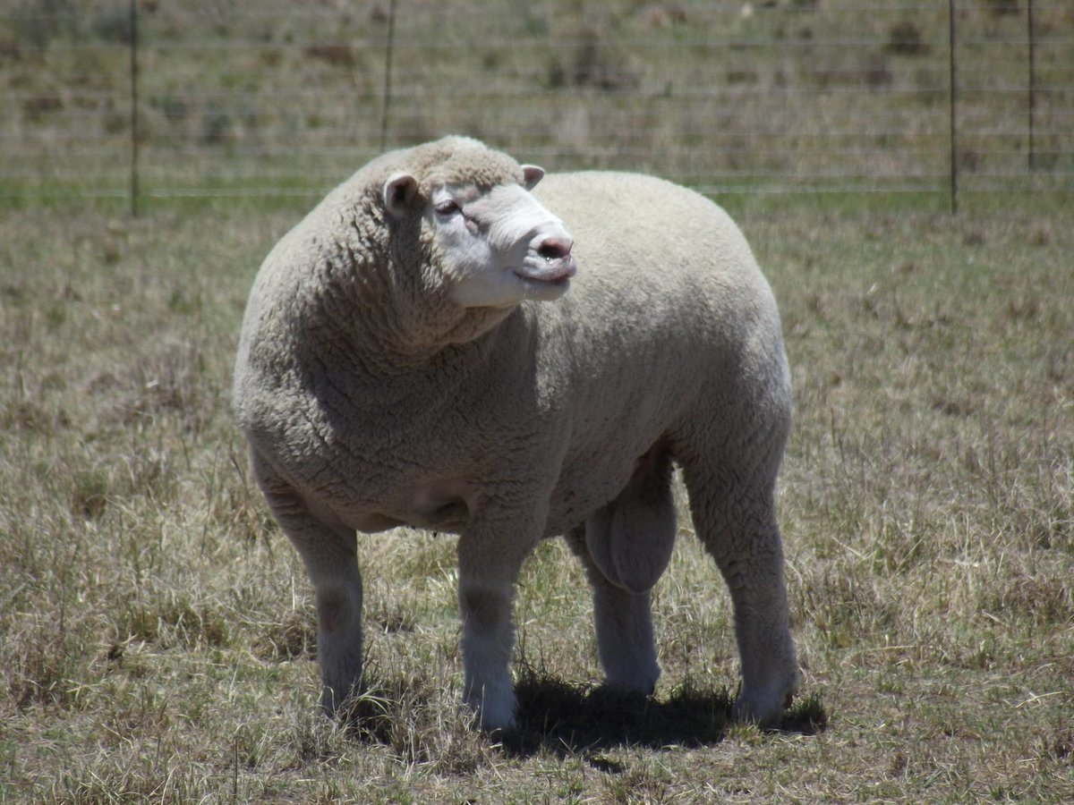 Овца породы Иль де Франс