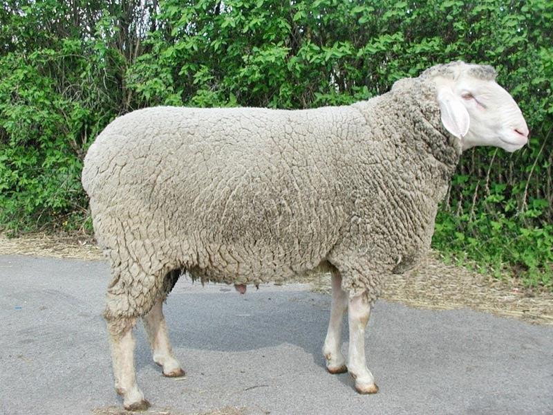 Овца породы Мериноланд