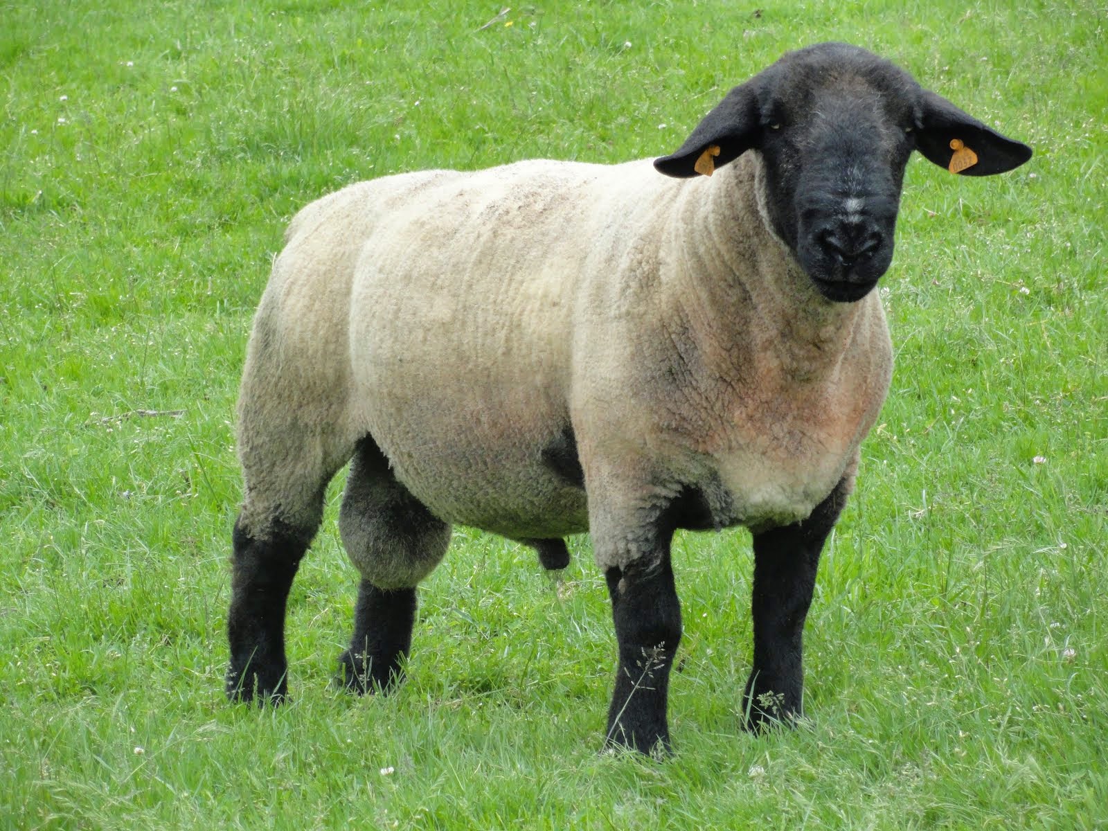 Овцы, племенные породы из Европы