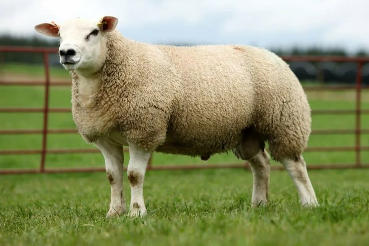 Овца породы Тексель